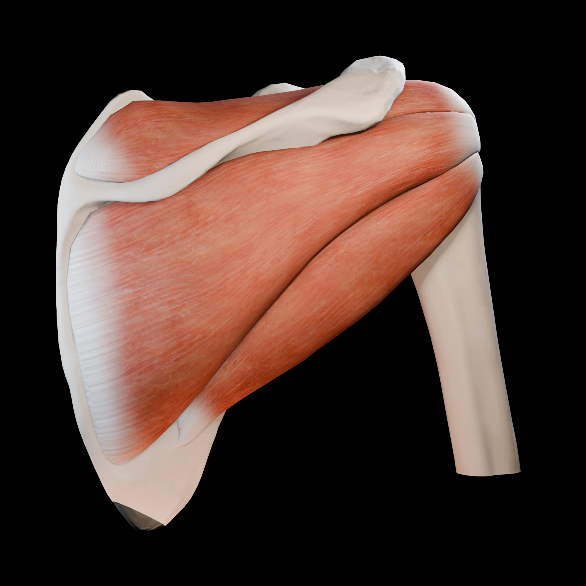 Posterior right shoulder with overlying muscles removed, showing the scapula, proximal humerus, supraspinatus, infraspinatus and teres minor. The subscapularis lies on the front of the scapula and is visible when the model is rotated.